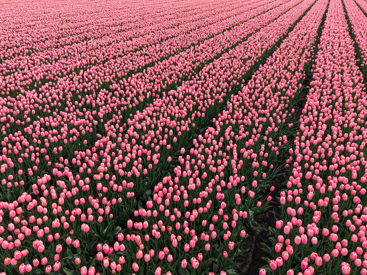 Tulip Drone Coverage
