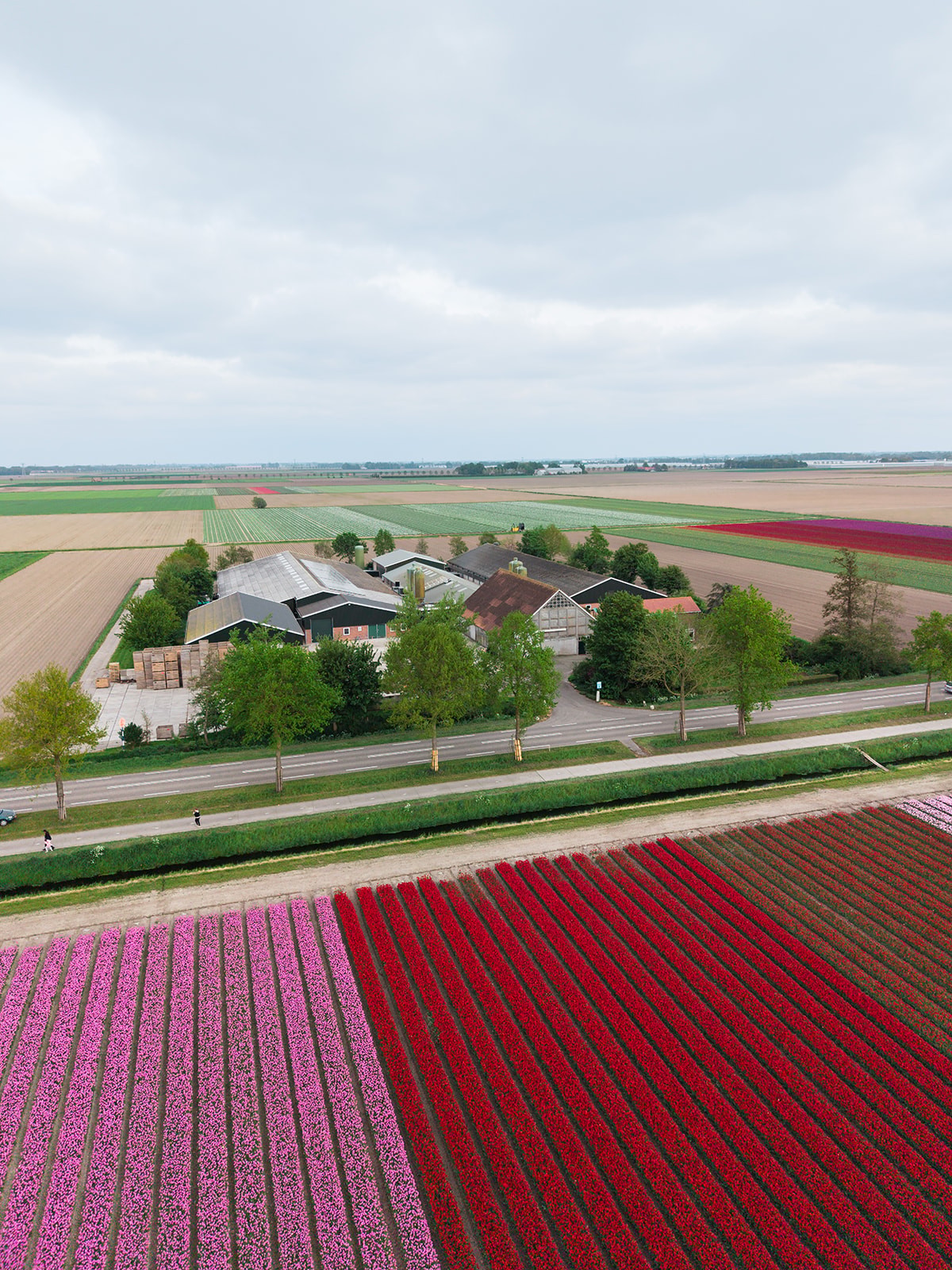 Late Tulip Season Drone Fun