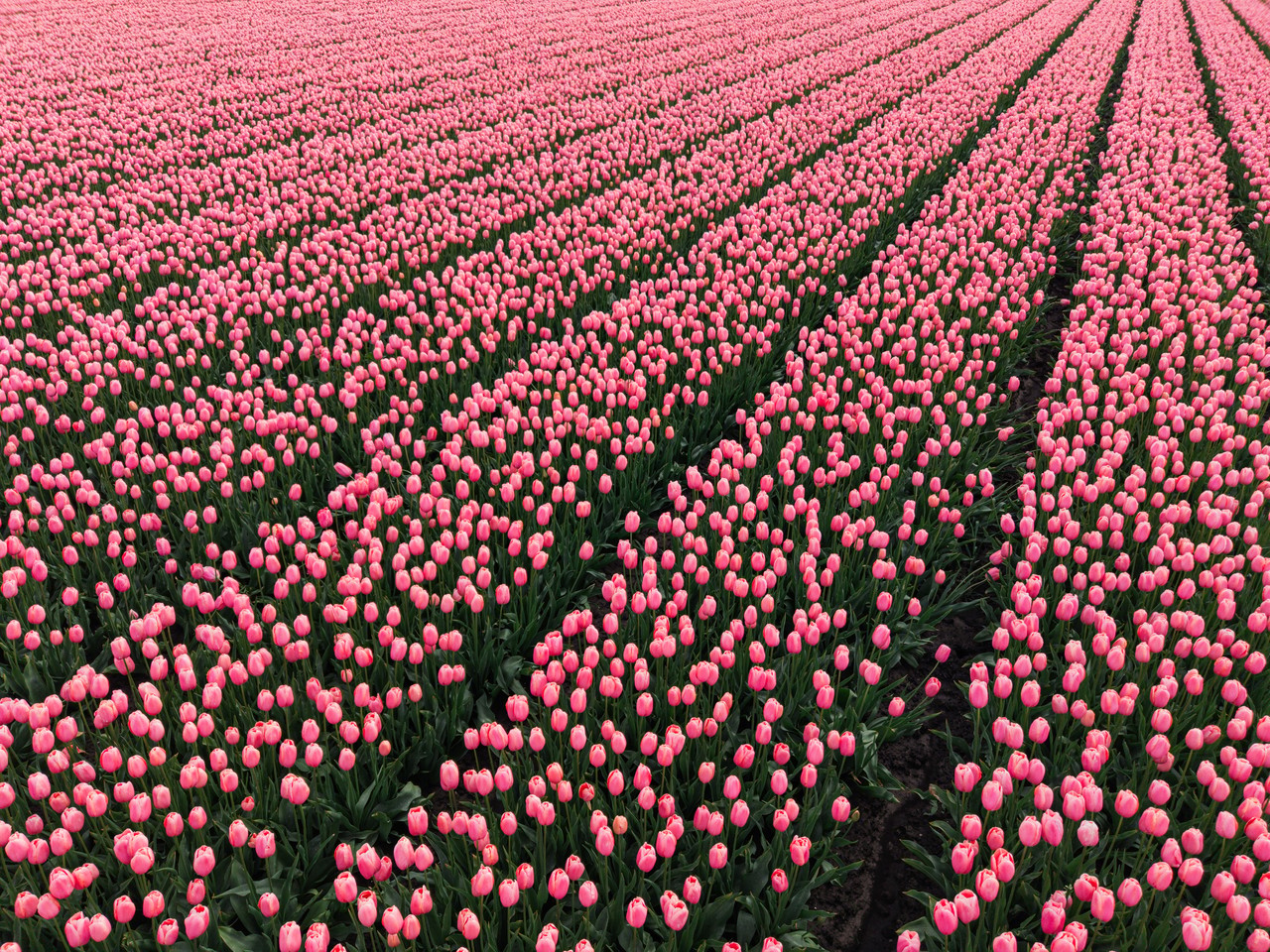 Aerial view of endless rows of pink tulips in a Dutch flower field, diagonal planting lines receding to the horizon.