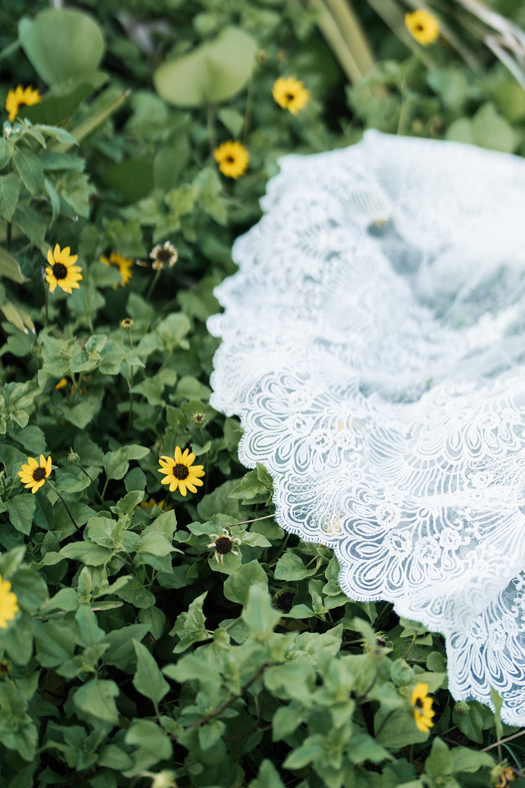 Close-up of the scalloped lace hem of a wedding gown trailing into a patch of wild yellow sunflowers and green groundcover.
