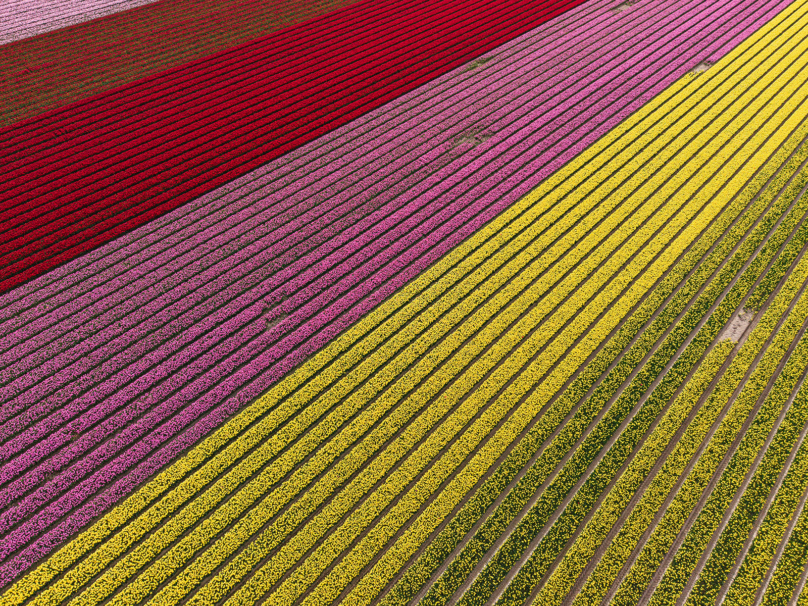 Aerial view of diagonal tulip field rows in bands of pink, deep red, magenta, and yellow near Amsterdam.
