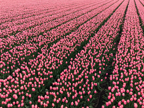 Aerial view of endless rows of pink tulips in a Dutch flower field, diagonal planting lines receding to the horizon.