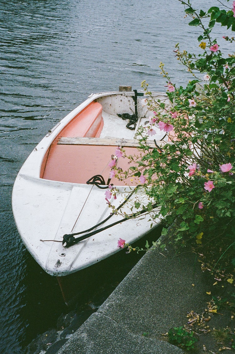 Small moored boat with coral-lined interior nestled among pink flowering vines at the canal's edge.