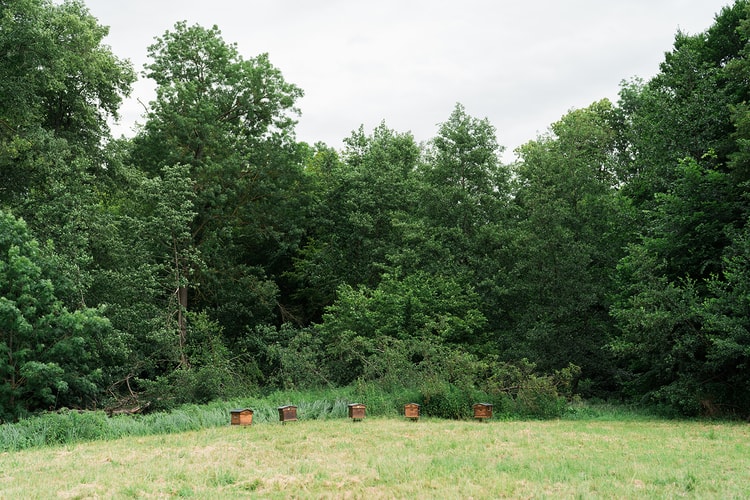 Row of five wooden beehives standing in a mown meadow before dense woodland in Ermenonville, France.