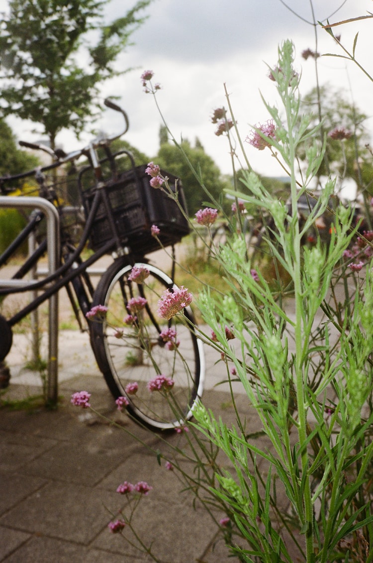 Pink verbena flowers bloom beside a parked bicycle with a crate basket on an Amsterdam sidewalk.