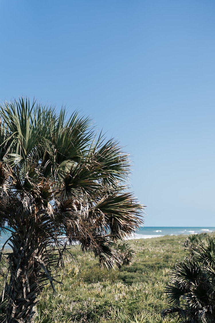 Palm tree framed against a cloudless blue sky with coastal dunes and ocean in the background.