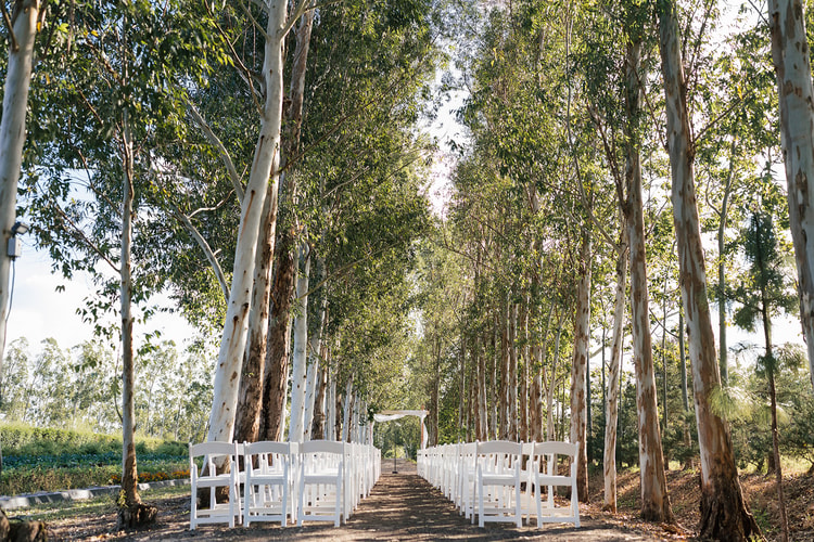 Outdoor ceremony venue set up with white folding chairs lining a dirt aisle between tall eucalyptus trees, a simple wooden arch at the far end.