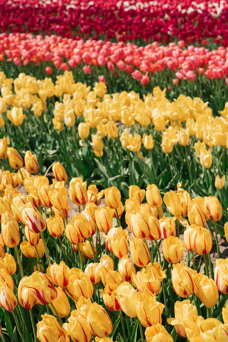 Close view of yellow tulips streaked with red bordered by bands of pink and white tulips in the background.