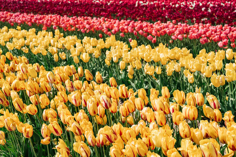Red-streaked yellow tulips in close focus with rows of red, white, and pink tulips receding into the distance.