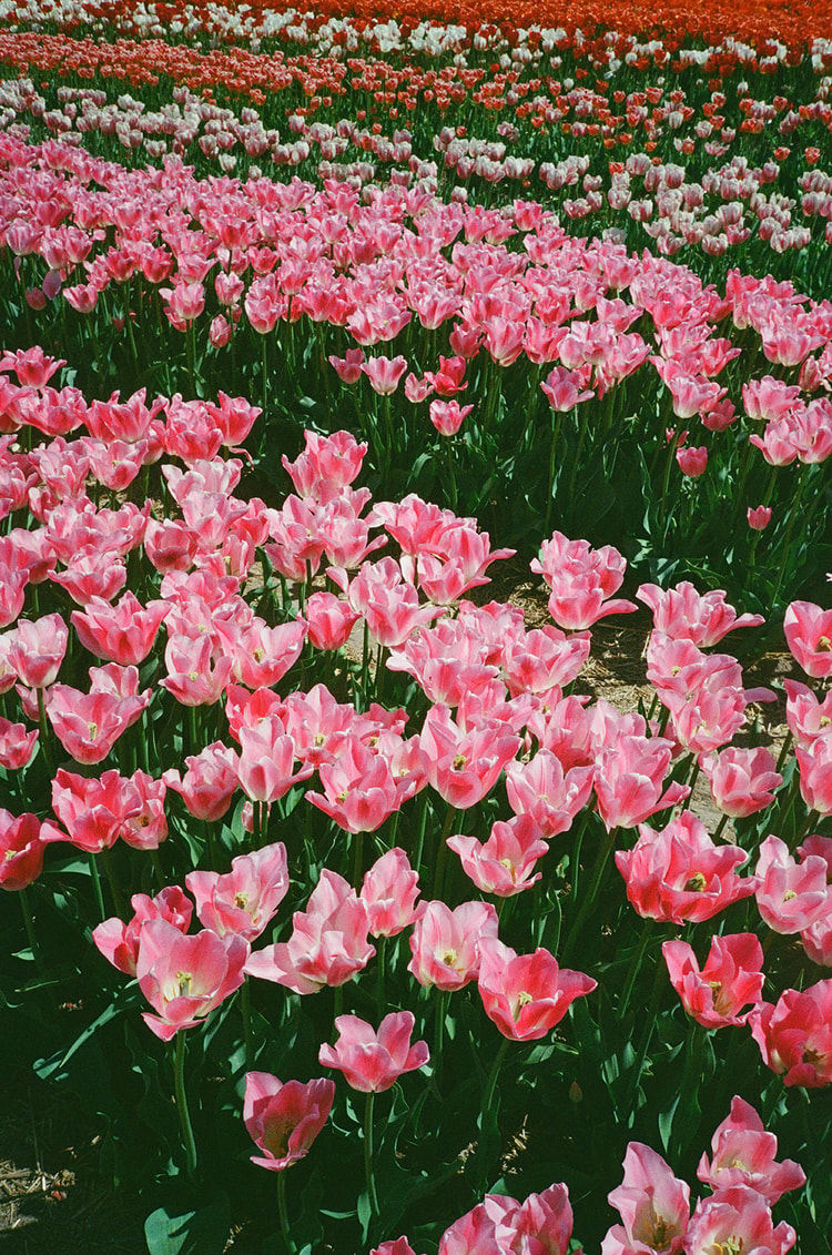 Pink tulips fill the foreground with rows of white and red tulips visible further back in the field.