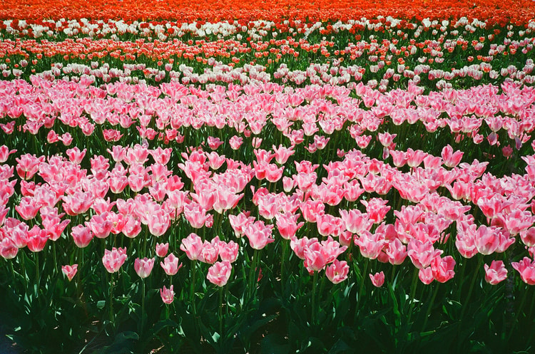 Ground-level close-up of tulip rows shifting from red and white at the top to soft pink blooms in the foreground.