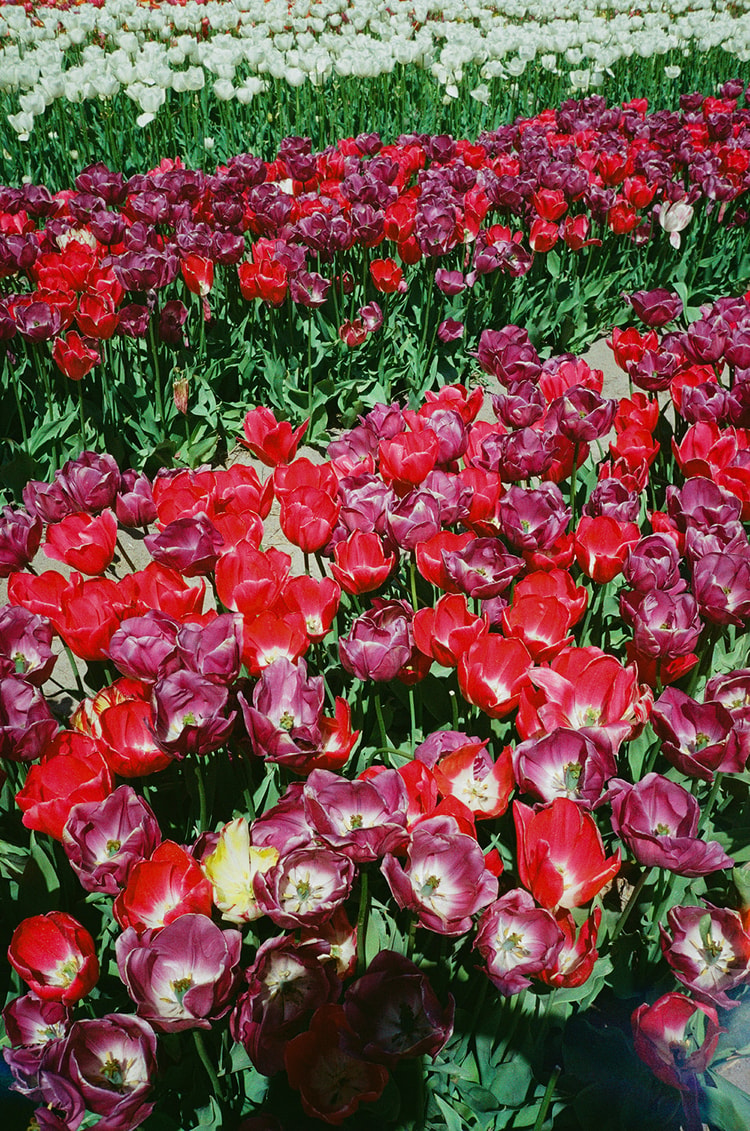 Extreme close-up of dense red, deep purple, and white tulip blooms crowded together in a Dutch flower field.