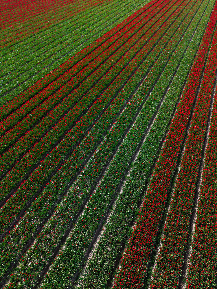 Aerial view of a tulip field where diagonal red rows cut across mostly green, still-mowed stripes of ground.