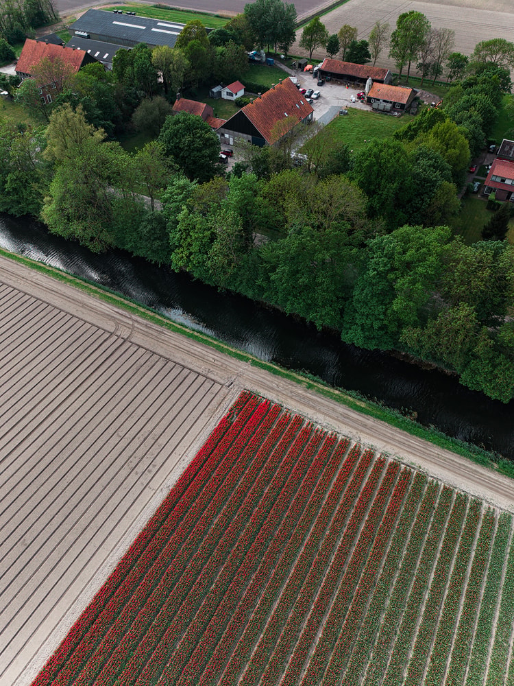 Aerial view of a Dutch farmhouse and outbuildings beside a canal, bordered by a tulip field in red and green rows.