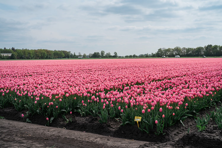 Wide field of pink tulips stretching toward a tree line under a cloudy sky, a small yellow variety marker in the foreground.