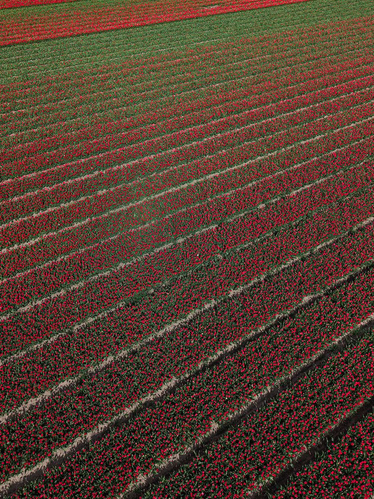 Aerial view of dense red tulip rows fading into bare green mowed stripes across a flat bulb field.