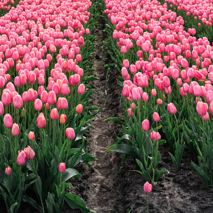 Close ground view of dense pink tulip rows with a soil path running between two planted beds.
