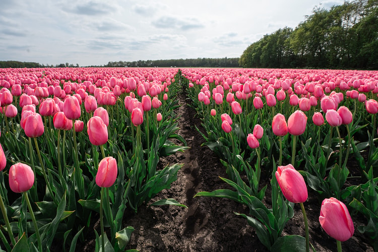 Aerial view of a red tulip field beside a highway with passing trucks, a plowed brown field on one side and green foliage rows on the other.