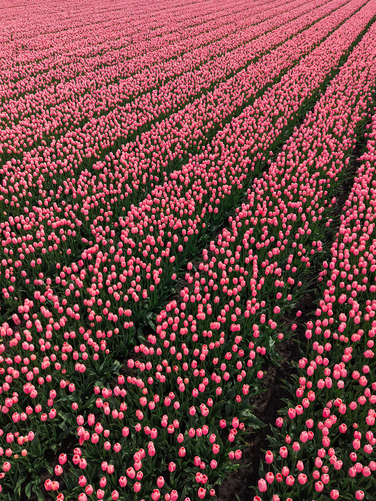 Wide-angle ground view looking down converging rows of pink tulips toward a dense line of trees on the horizon.