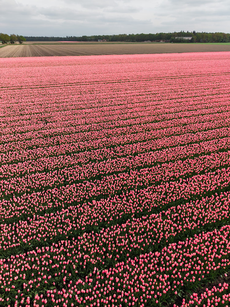 Wide pink tulip field bordered by a strip of bare brown plowed soil along the top, with trees and rooftops far in the distance.