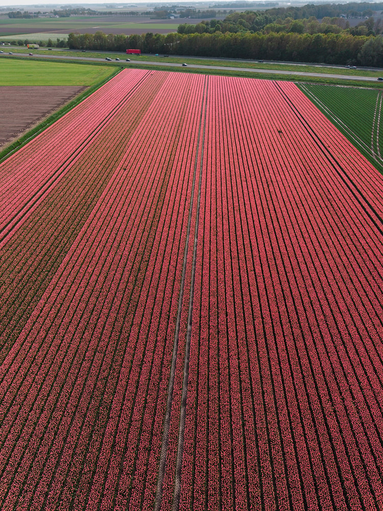 Diagonal bands of deep red and pale pink tulip rows meeting a patch of yellow tulips at the field's edge.