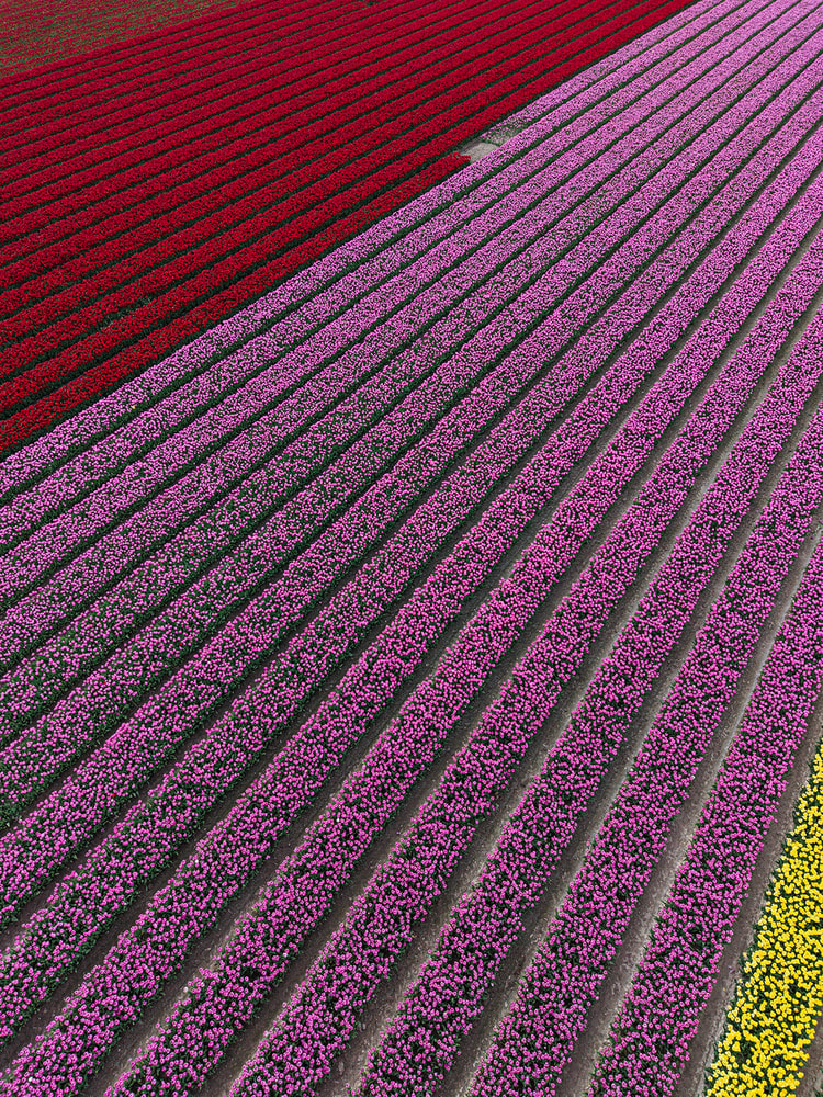 Aerial view of diagonal tulip rows transitioning from deep red to magenta and pink, with a patch of yellow tulips at the corner.
