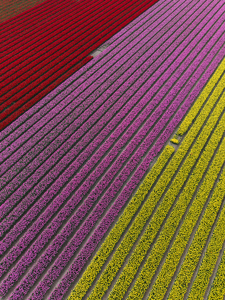 Aerial view of diagonal tulip rows in red, pink, and yellow, with a small gap of bare soil breaking one row.