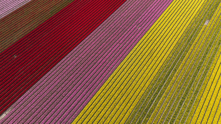 Aerial view of diagonal tulip field bands in red, pink, and yellow, seen in a wide horizontal frame.