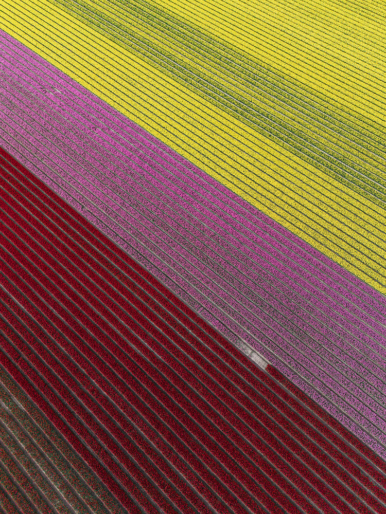 Aerial view of magenta and deep red tulip field bands cutting diagonally toward a pale pink strip at the frame's edge.