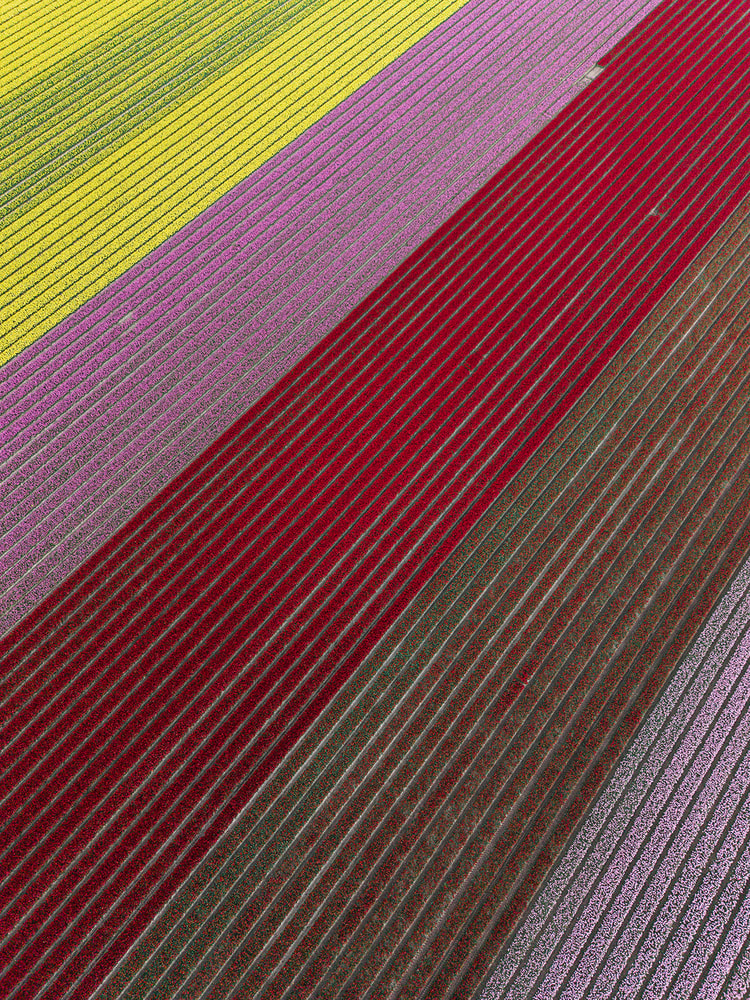 Aerial view of magenta and pink tulip rows meeting a deep red band, with a pale lilac strip along the field's edge.
