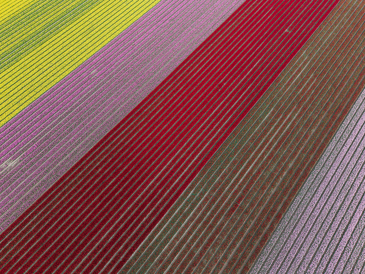 Aerial view of a dense red tulip field with faint green mowed rows running diagonally through it.