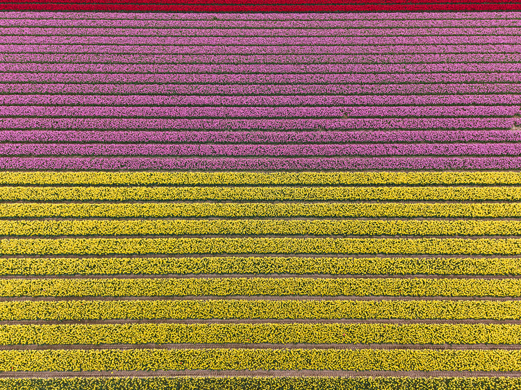 Overhead close view of pink and magenta tulip rows meeting a deep red band, with light purple tulips at the edge of the frame.